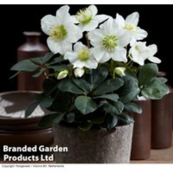 Hellebore 'Christmas Carol'