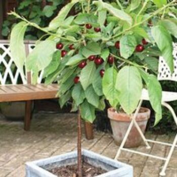 Cherry 'Hartland' (patio)