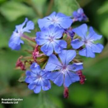 Ceratostigma willmottianum 'Forest Blue'