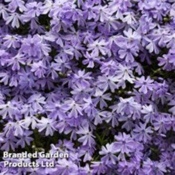 Phlox subulata 'Emerald Cushion Blue'