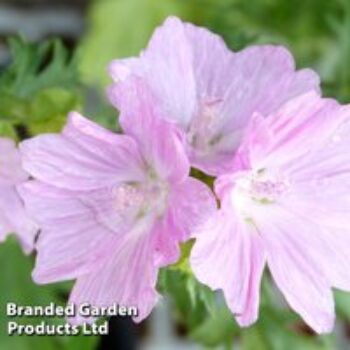 Malva moschata 'Rosea'