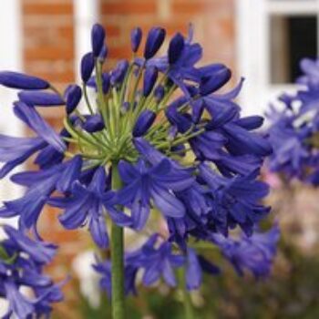 Agapanthus 'Flower of Love'