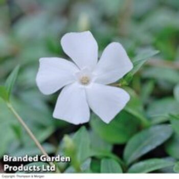 Vinca minor f. alba 'Gertrude Jekyll'