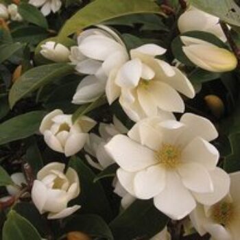 Magnolia 'Fairy Cream'