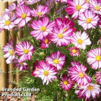 Cosmos 'Dwarf Purple Picotee' - Seeds