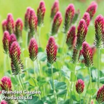 Sprouting 'Red Clover ' (Organic) - Seeds