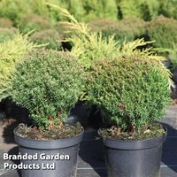 Thuja occidentalis 'Teddy'