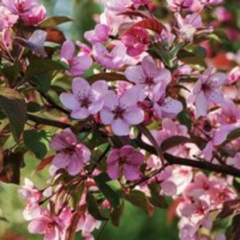 Cherry plum (Hedging)