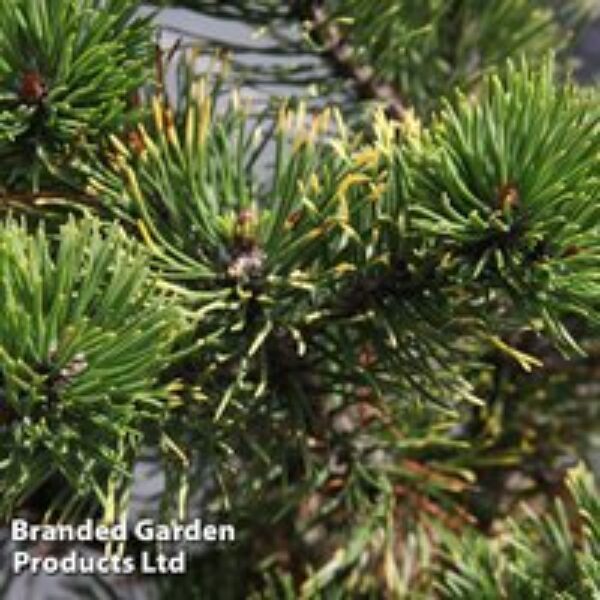 Pinus mugo 'Carsten's Wintergold'