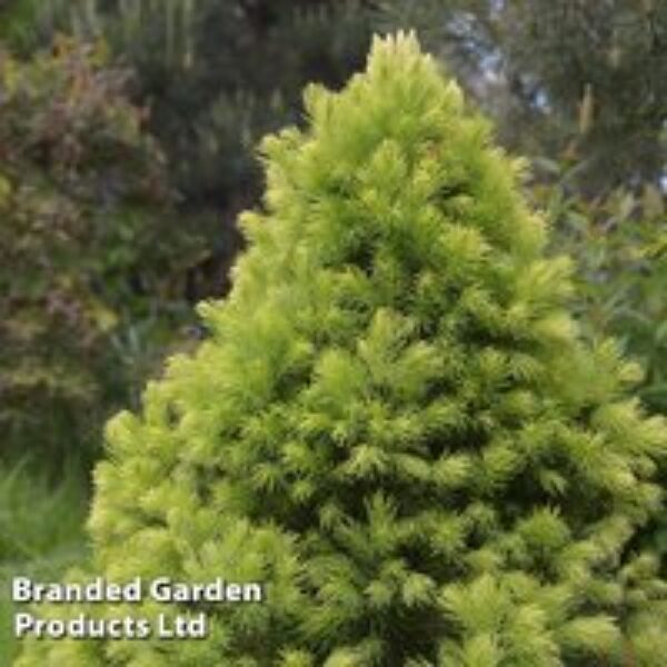 Picea glauca var. albertiana 'J.W. Daisy's White'