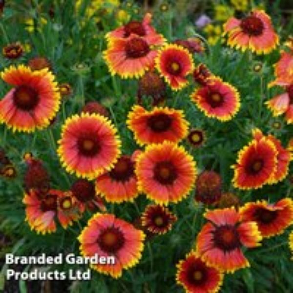 Gaillardia x grandiflora 'Kobold'