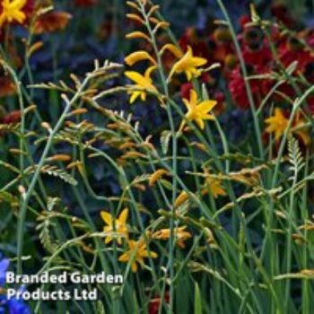 Crocosmia 'George Davison'