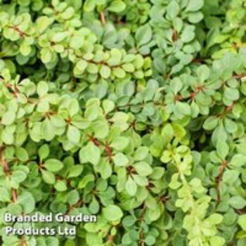 Berberis thunbergii 'Green Carpet'