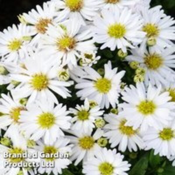 Aster novi-belgii 'Snow Cushion'