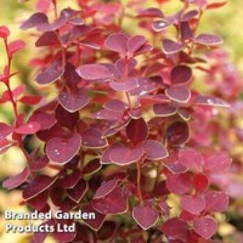 Berberis thunbergii 'Chiquita'