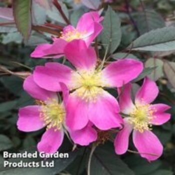 Red Leaf Rose (Hedging)