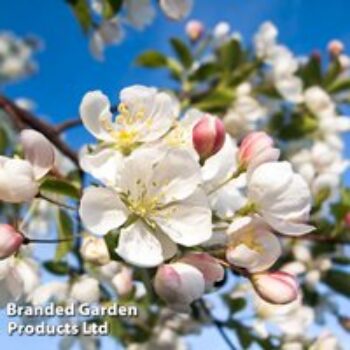 Crab apple (Hedging)