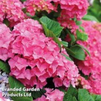 Hydrangea macrophylla 'Early Pink'