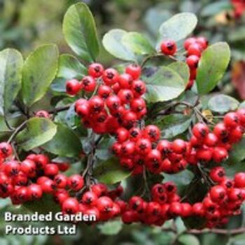 Pyracantha coccinea 'Red Column'