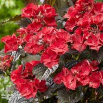 Hydrangea macrophylla x serrata 'After Midnight'