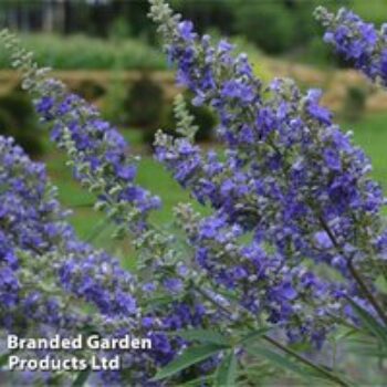 Vitex agnus-castus 'Delta Blues'