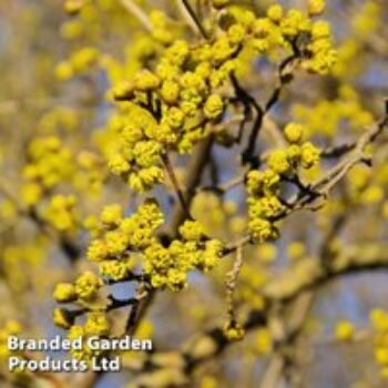 Cornelian Cherry (Hedging)