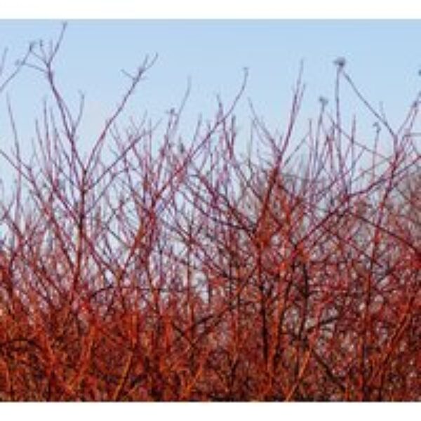 Common Dogwood (Hedging)