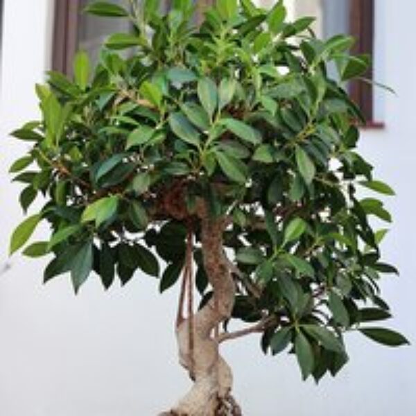 Bonsai Ficus In Ceramic Saucer