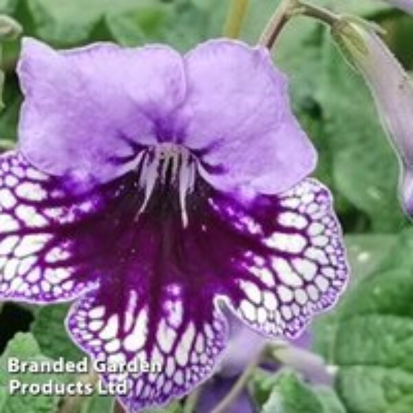 Streptocarpus 'Sphinx'