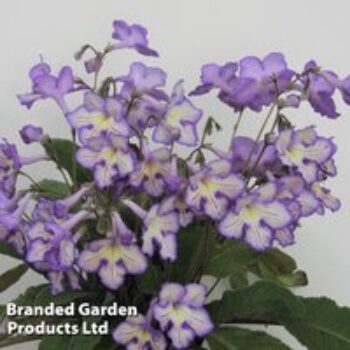 Streptocarpus 'Mabel'