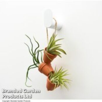 Air plant Mini Pots on Rope