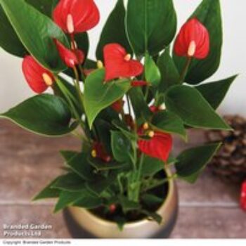 Anthurium 'Million Flower'