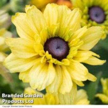 Rudbeckia Summerdaisy Double Apricot