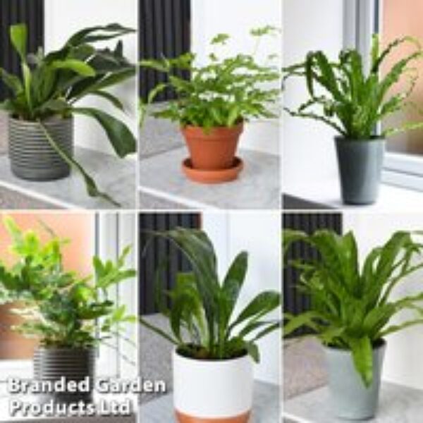 Nurseryman's Choice Indoor Fern Mix