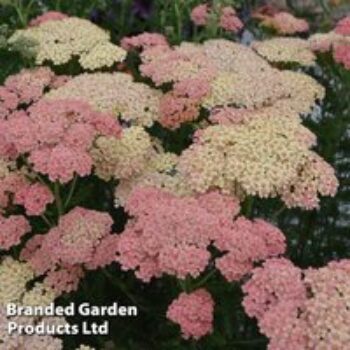 Achillea millefolium 'Salmon Beauty'