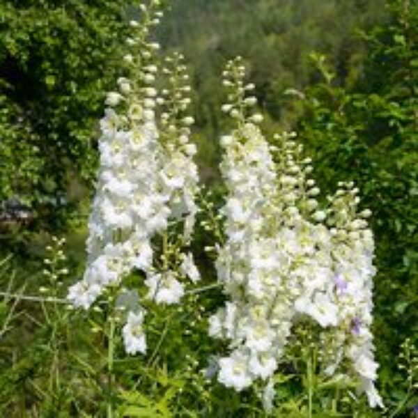 Delphinium 'White Swan'