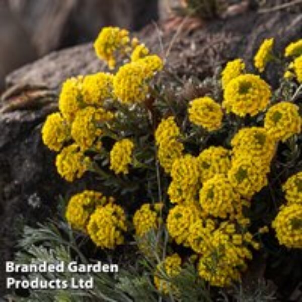 Alyssum montanum 'Mountain Gold'