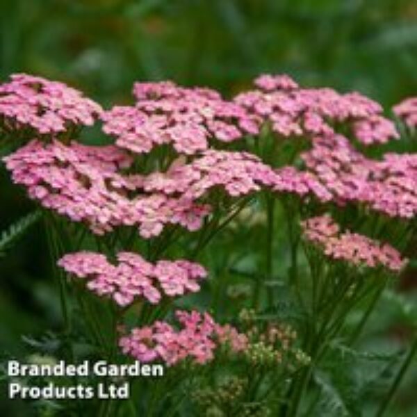 Achillea millefolium 'Pink Grapefruit' (Tutti Frutti Series)