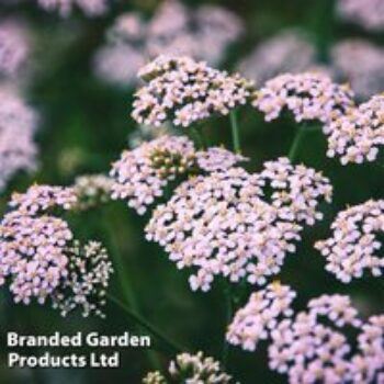 Achillea sibirica camschatica 'Love Parade'