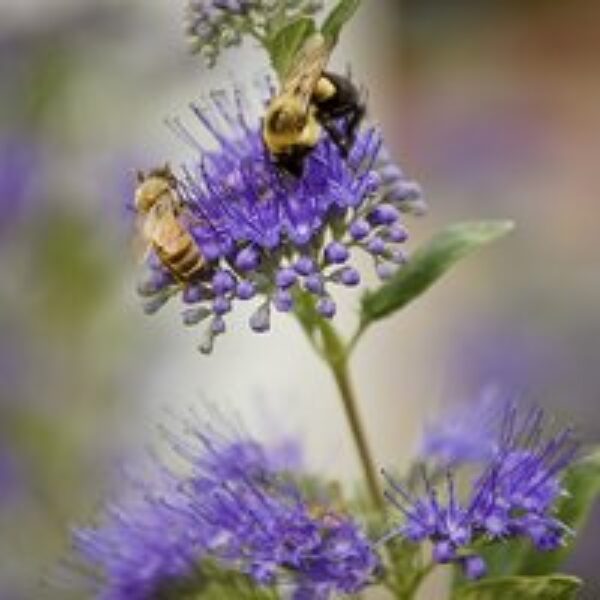 Caryopteris clandonensis 'Dark Knight'