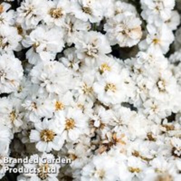 Achillea ptarmica 'The Pearl'