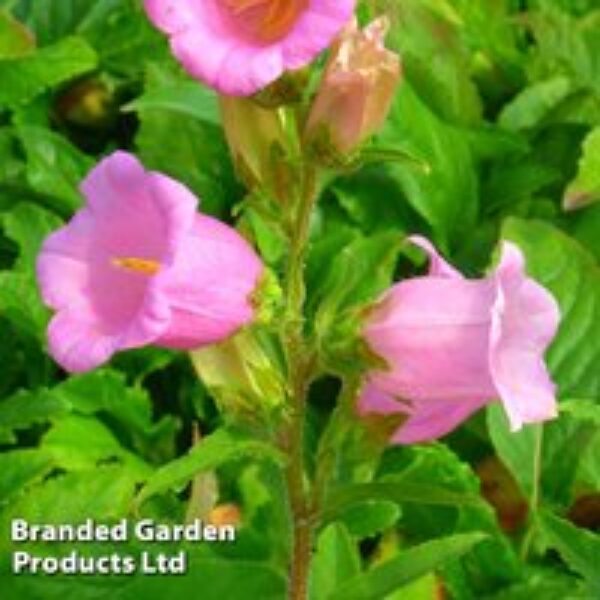 Campanula medium 'Rose'