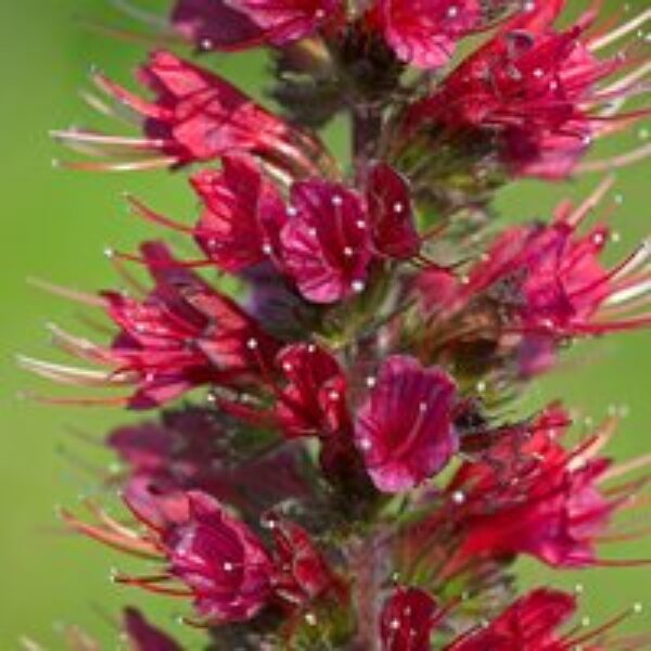 Echium russicum