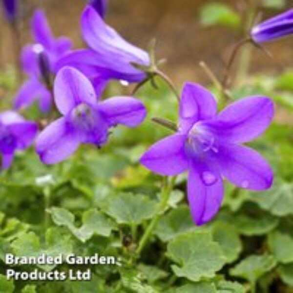 Campanula 'Resholt Variety'