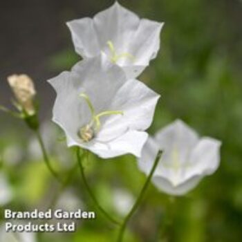 Campanula carpatica 'Alba'