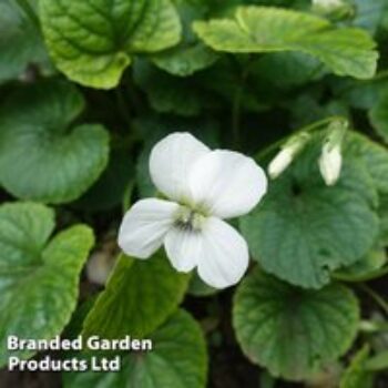 Viola sororia 'Albiflora'