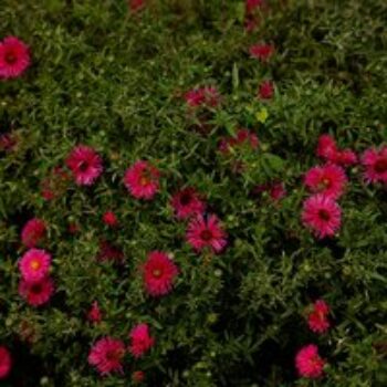 Aster novi-belgii 'Jenny'