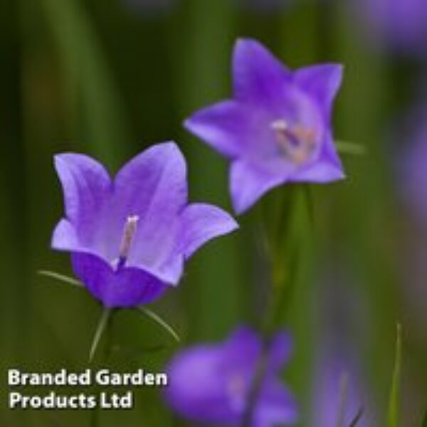 Campanula rotundifolia