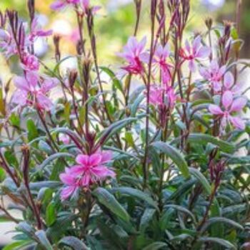 Gaura lindheimeri 'Crimson Butterflies'