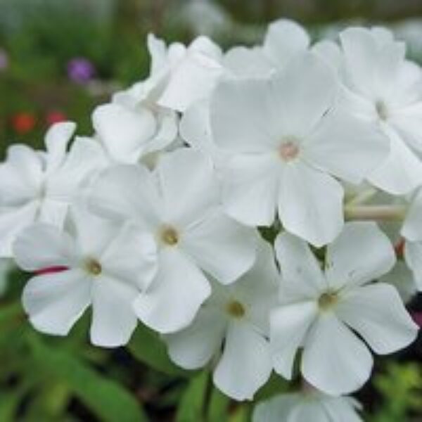 Phlox paniculata 'Rembrandt'